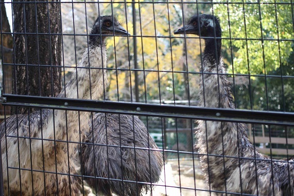 エミュー,五月山公園,無料,子連れ