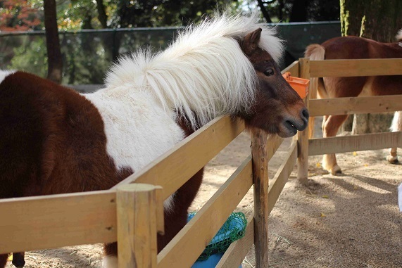 ポニー,五月山公園,無料,子連れ