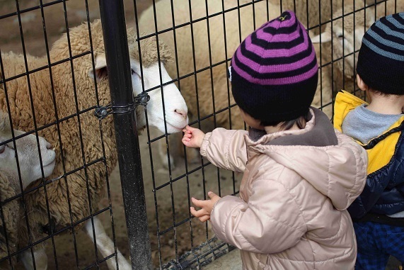 ひつじに餌をあげる子ども,五月山公園,無料,子連れ