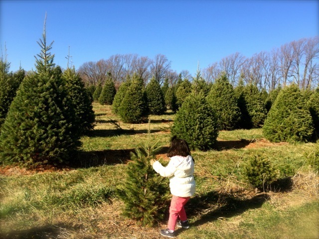 自分でクリスマスツリーを伐採,アメリカ,子育て ,イベント