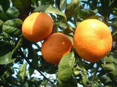 ,東京,みかん狩り,スポット