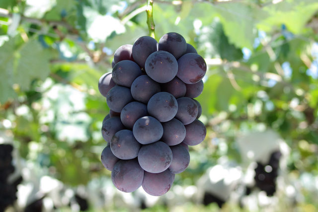 ピオーネ,静岡,ぶどう,狩り