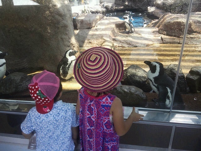 京都水族館,京都,子連れ,新幹線