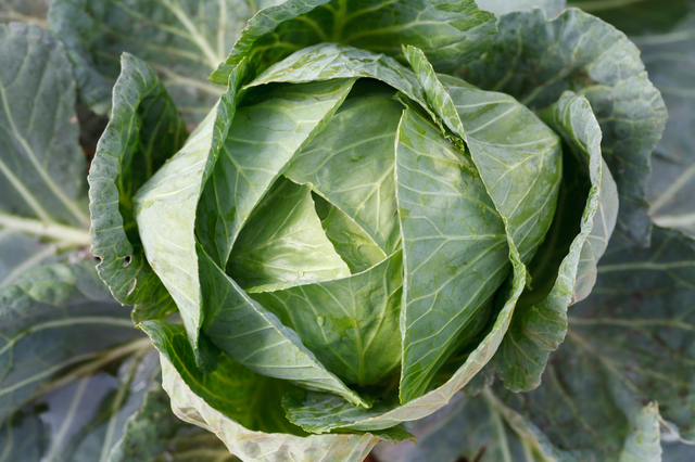 畑のキャベツ,離乳食,キャベツ,