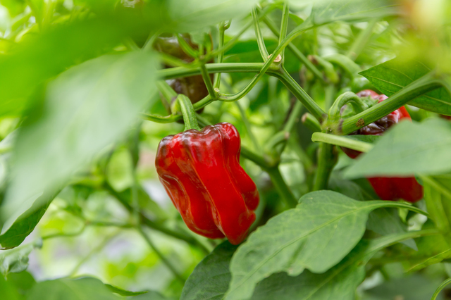 ピーマン,離乳食,ピーマン,