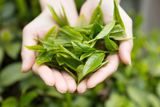 お茶の葉,ほうじ茶カフェイン,