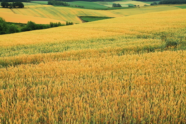 小麦畑,離乳食,食パン,