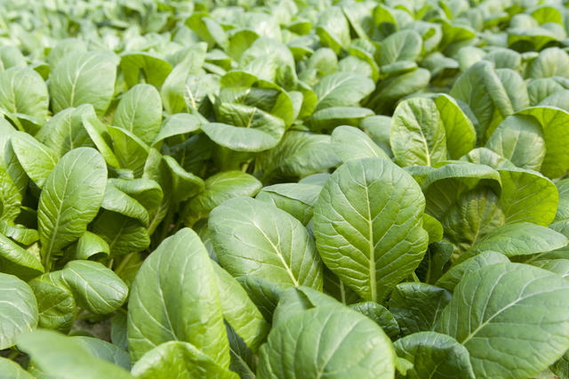 小松菜畑,小松菜,離乳食,