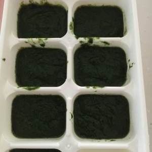 離乳食ゴックン期♪小松菜ペースト,小松菜,離乳食,