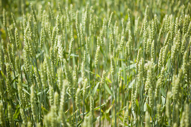 小麦イメージ,離乳食,麩,