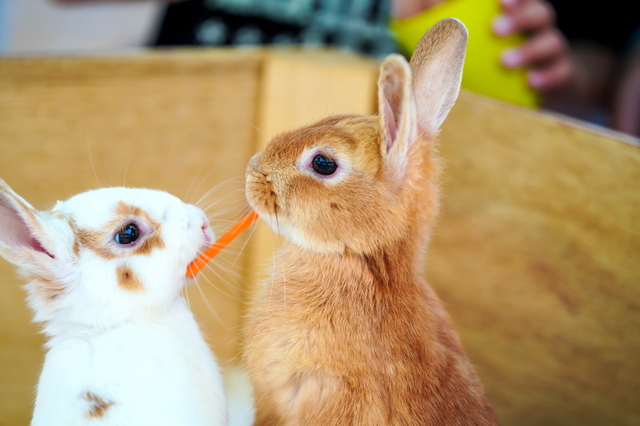 仲良し,夫婦喧嘩,