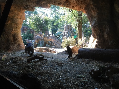 上野動物園のゴリラ,上野動物園,