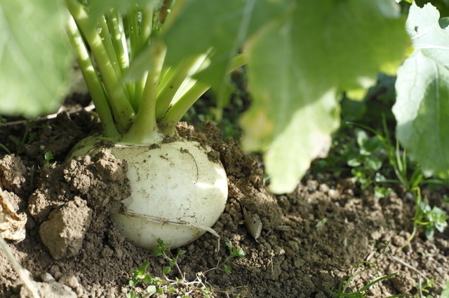 かぶの葉,離乳食,かぶ,