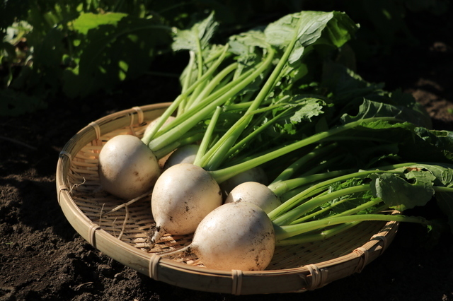 泥のついた収穫したかぶ,離乳食,かぶ,