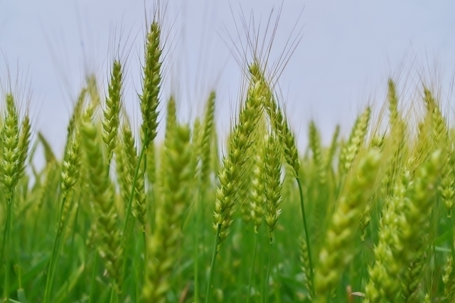 小麦,離乳食,うどん,