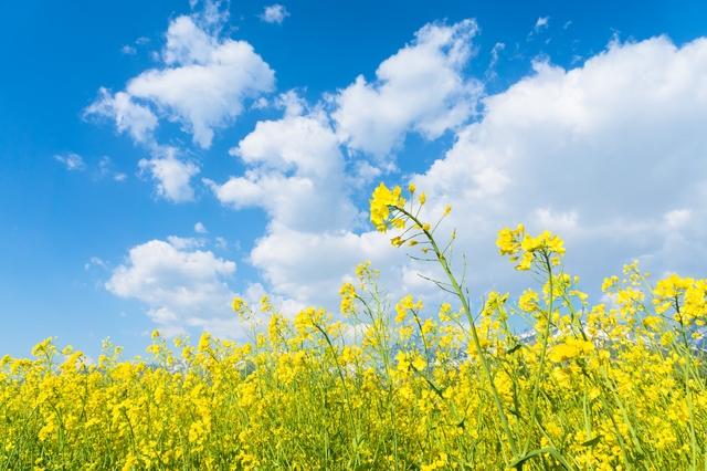 菜の花,妊娠,危険日,