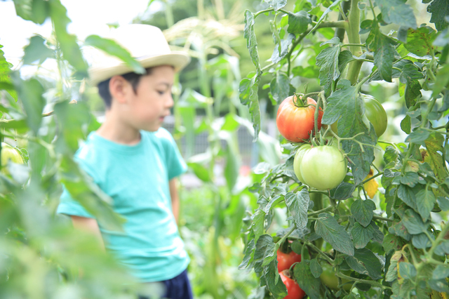 野菜嫌いは克服できる?,野菜嫌い,克服,