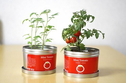 ナガクラ リトルガーデン・プロ ミニトマト LGP-01,夏休み,節約,おうち時間