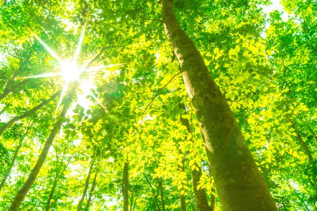 紫外線とは,妊娠中,紫外線,対策