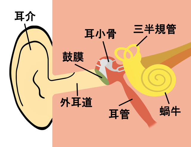 耳の中の構造,急性中耳炎,子供,