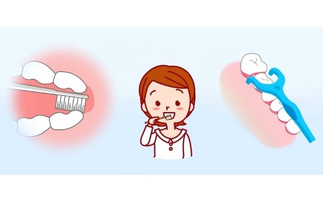 歯と歯茎のイラスト図,