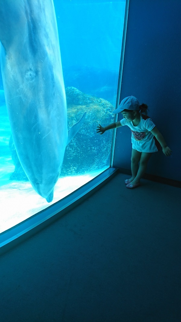 青い光の中の子ども,名古屋港水族館,イルカ,