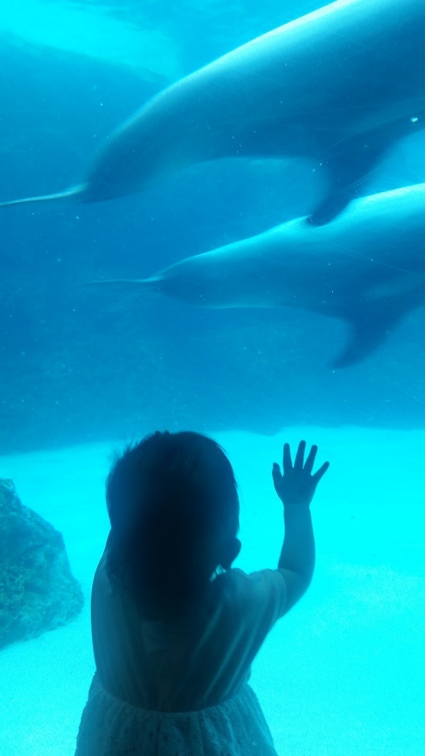 水槽を触る女の子,名古屋港水族館,イルカ,