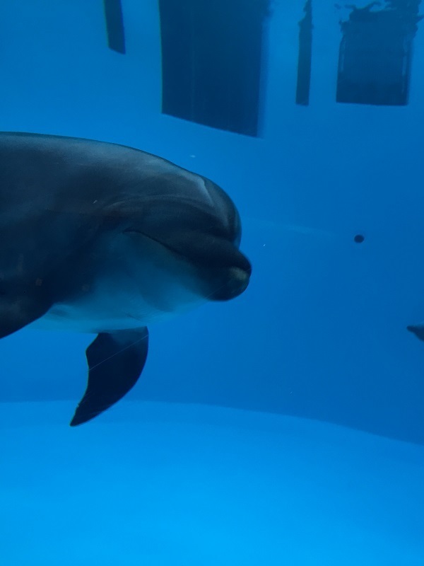 イルカの横顔,名古屋港水族館,イルカ,