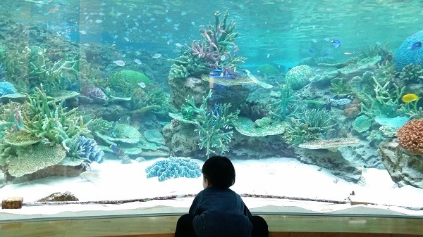 水槽を見ている子ども,名古屋港水族館,イルカ,