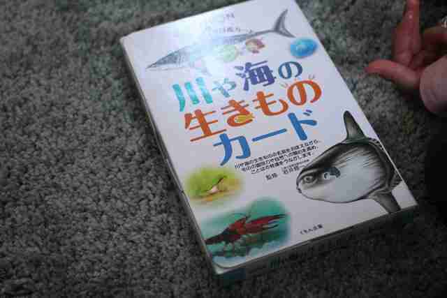 くもん 知育カード「川や海の生きものカード」,くもん,カード,