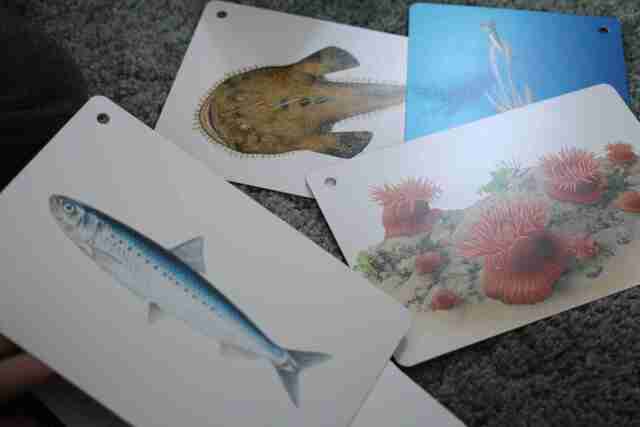 くもん 知育カード「川や海の生きものカード」の内容,くもん,カード,