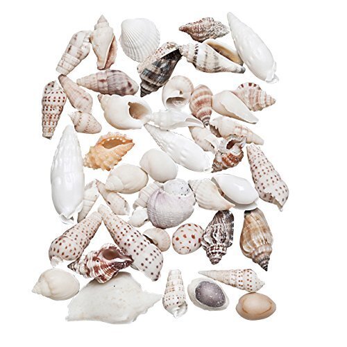 東京堂 天然素材 ビーチシェル (120g入り) FD005549,手作り,フォトフレーム,