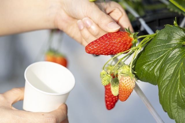 いちご狩りイメージ,