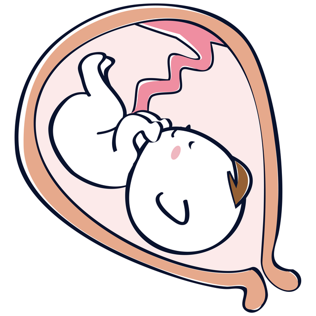 子宮の中の赤ちゃん,妊娠22週,胎児,