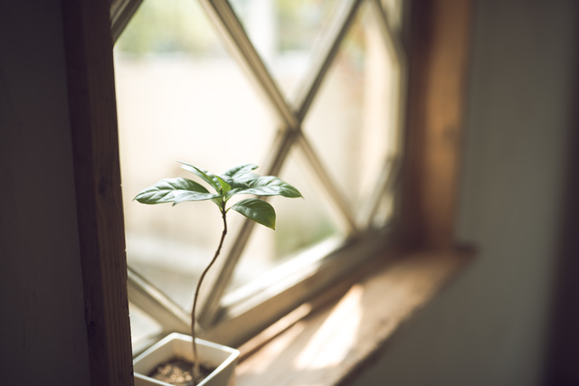 窓辺,妊娠22週,胎児,