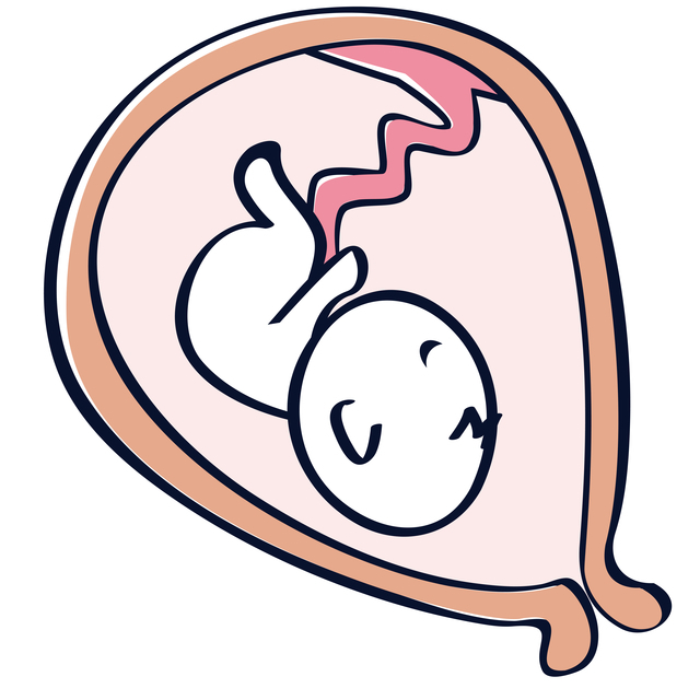 子宮内の赤ちゃん,妊娠23週,胎動,