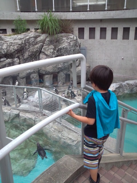 水族館でペンギンを見る子ども,上の子,親子,デート