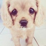 ブライトスターツ