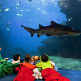 ナイトアクアリウム