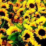 ひまわりガーデン武蔵村山