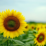 座間市ひまわり畑