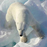 ホッキョクグマ