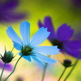 馬入・光と風の花づつみ