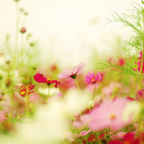 大宮花の丘農林公苑