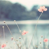 多摩川六郷橋緑地