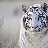 レッサーパンダ