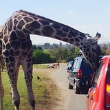 サファリパーク