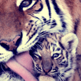 ドライブスルー