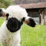 ジャックとまめのき